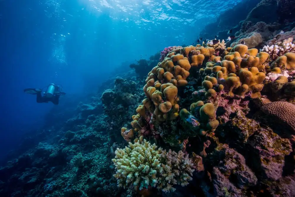 Paradise - meilleur site de plongée à Eilat, Israël, pour les amateurs de corail