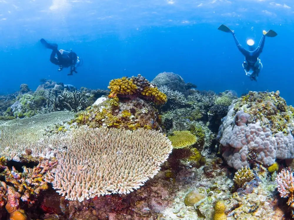 Site du Jardin de Corail en plongée à Eilat
