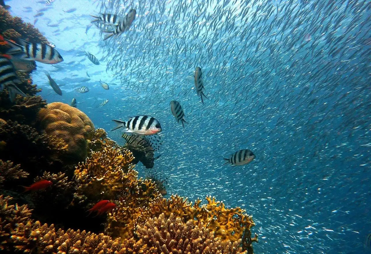 Une vie marine abondante observée sur un site de plongée en mer Rouge