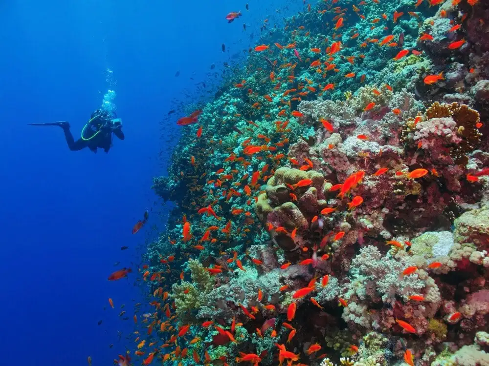 Poissons rouges colorés pendant la plongée sous-marine à Eilat, Israël
