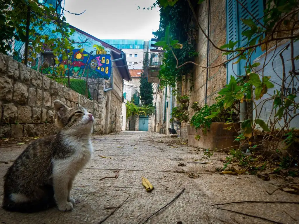un chat de rue mignon et moelleux à Jérusalem, Israël