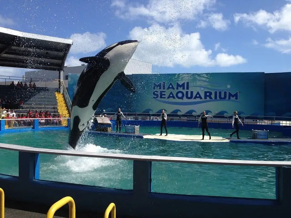 Séaquarium de Miami