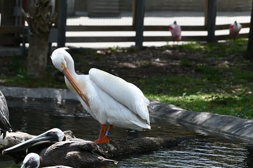 Zoo de Miami