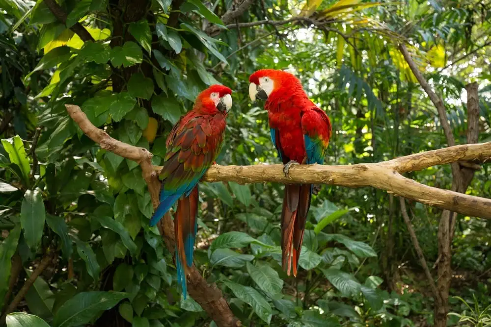 Île de la jungle