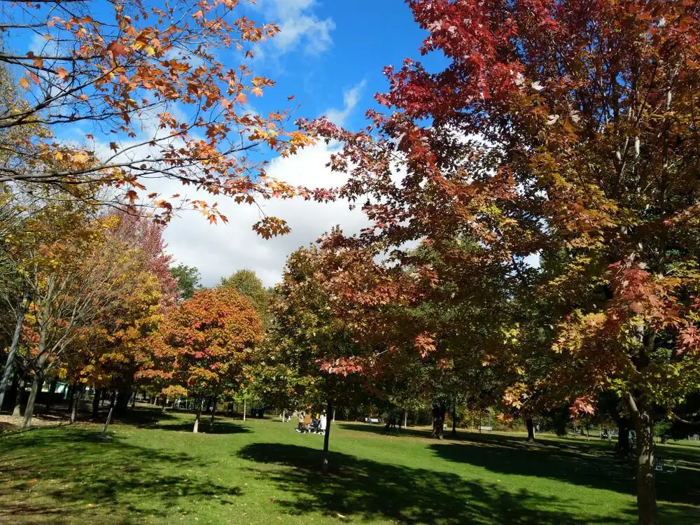 Le parc Clarence