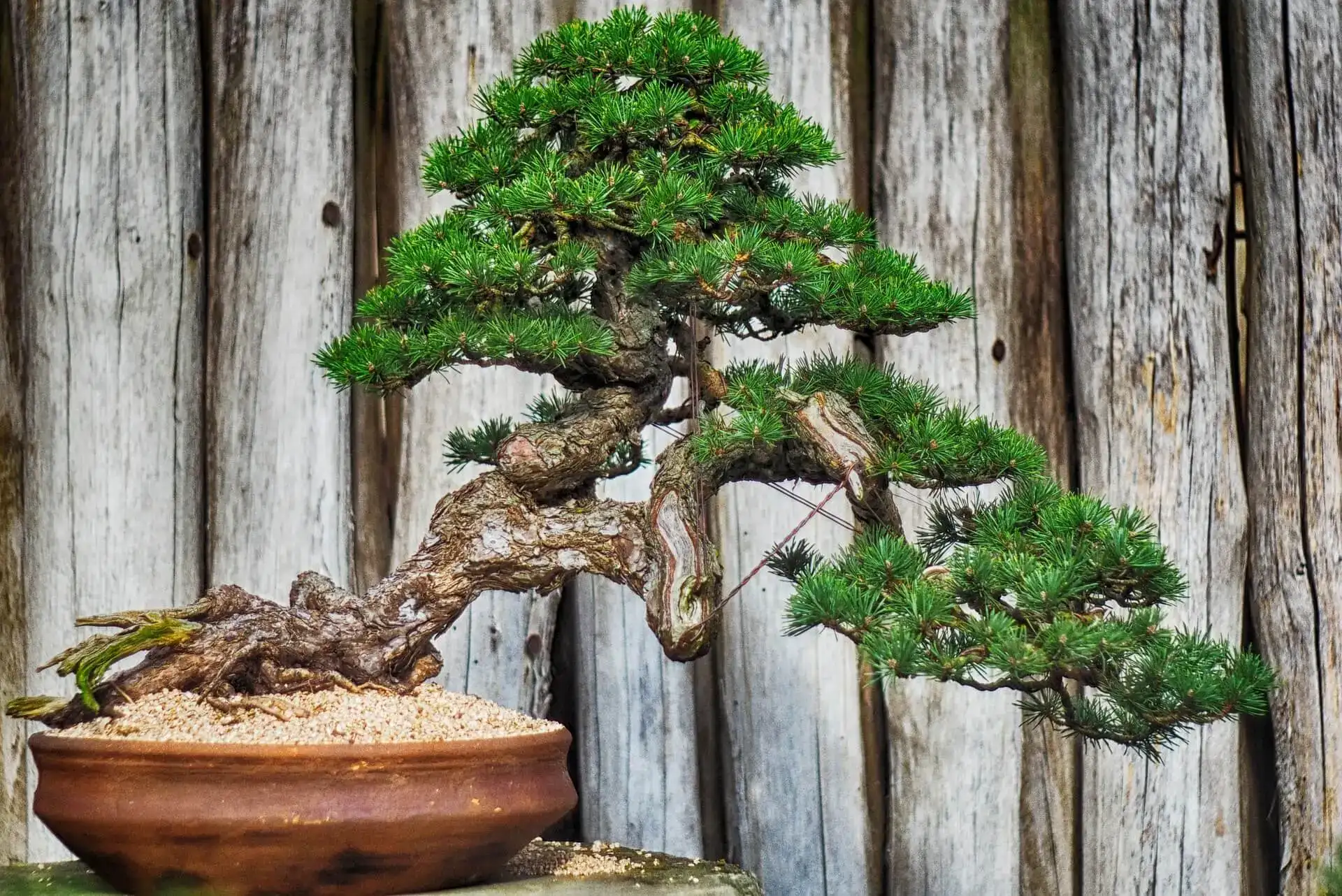 Kulturní centrum Fuku Bonsai, Havaj