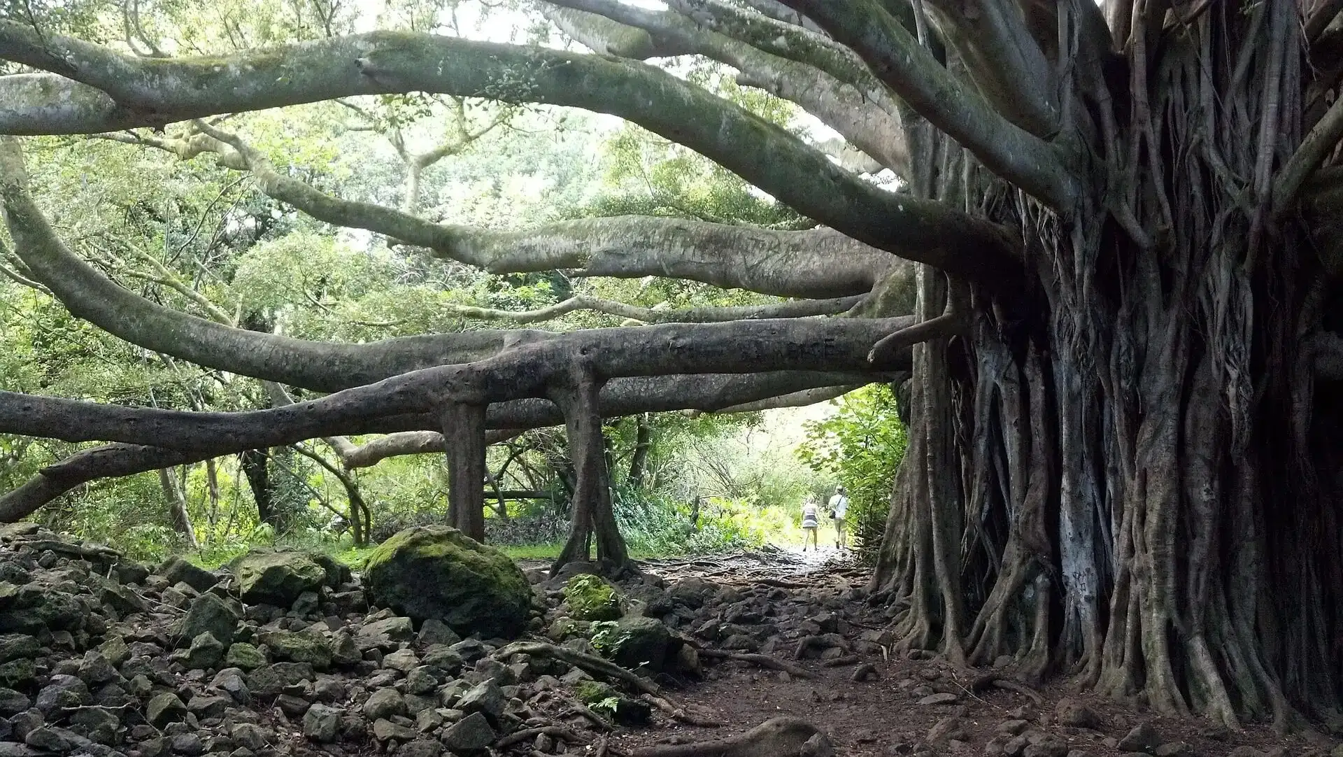 Banyan Tree Park, Havaj