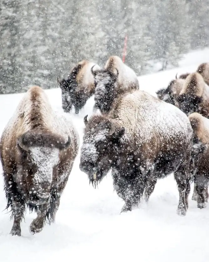 bison dans les montagnes rocheuses d'hiver