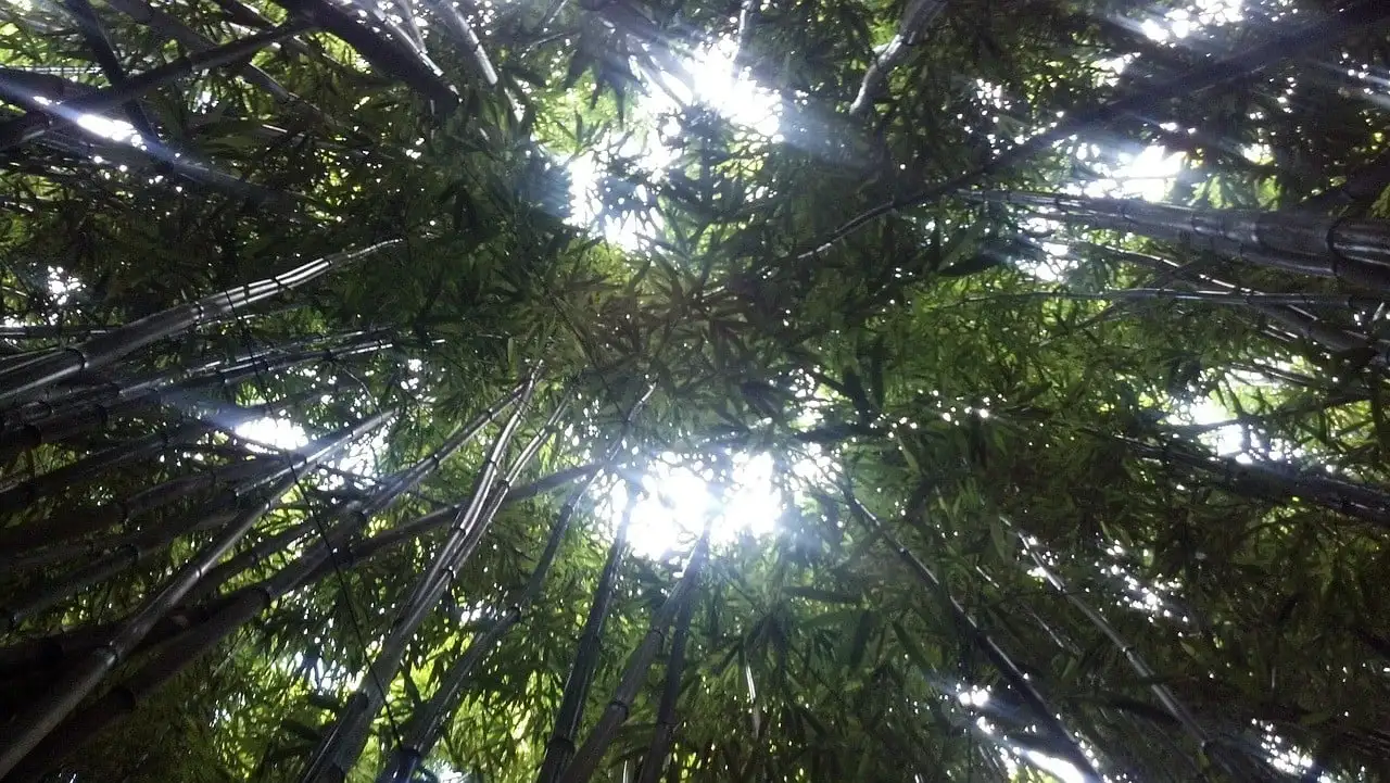 மௌயில் ஆடு பண்ணை