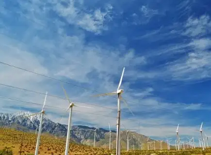 Saguaro Palmspringsa