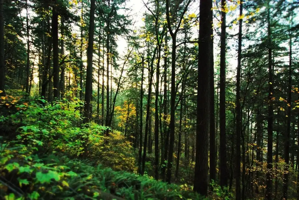 Portland Oregon Reiseführer Forest Park