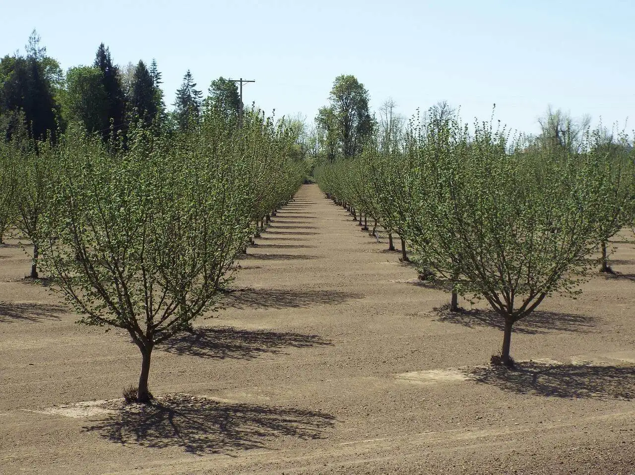 Willamette Valley