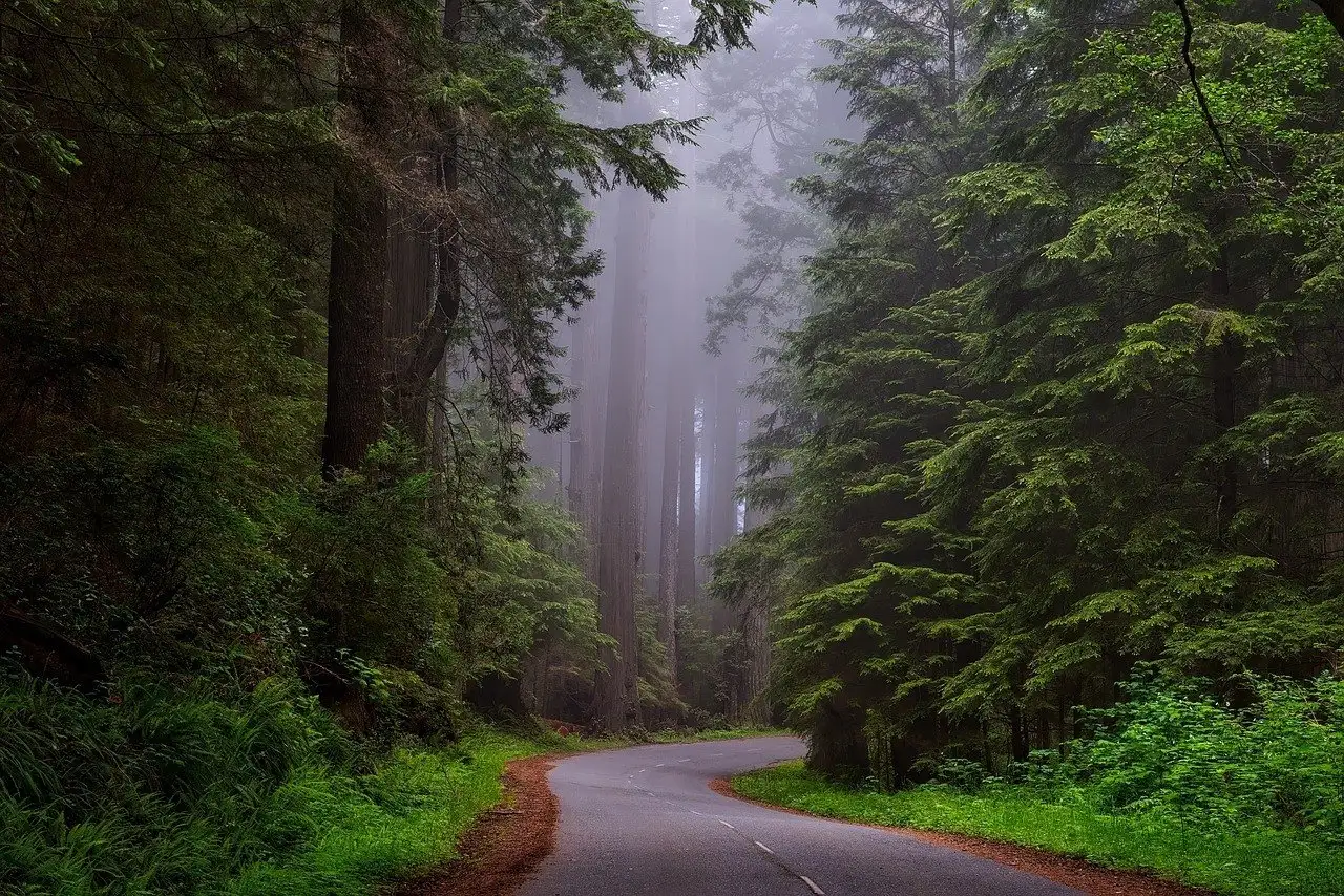 road trip dans le parc national de Redwood, Californie du Nord