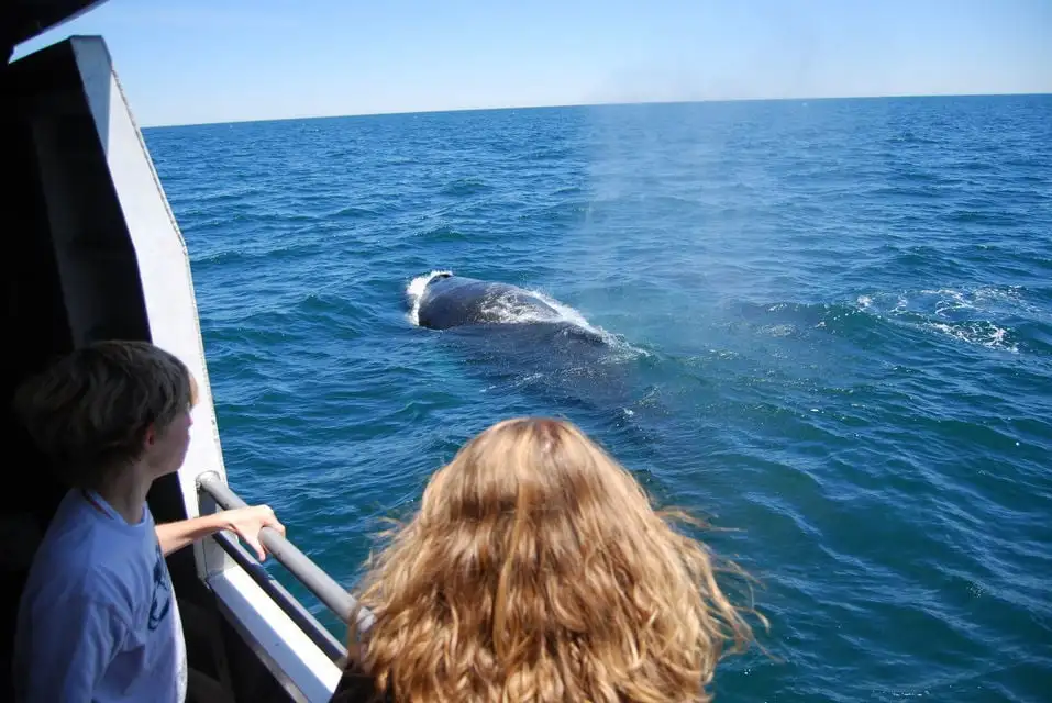 Faire l'observation des baleines
