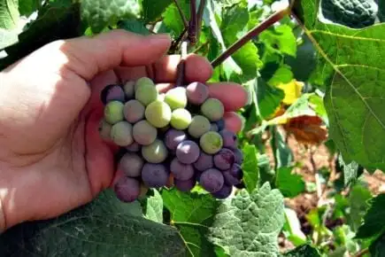 Promenez-vous dans les meilleurs vignobles de la région