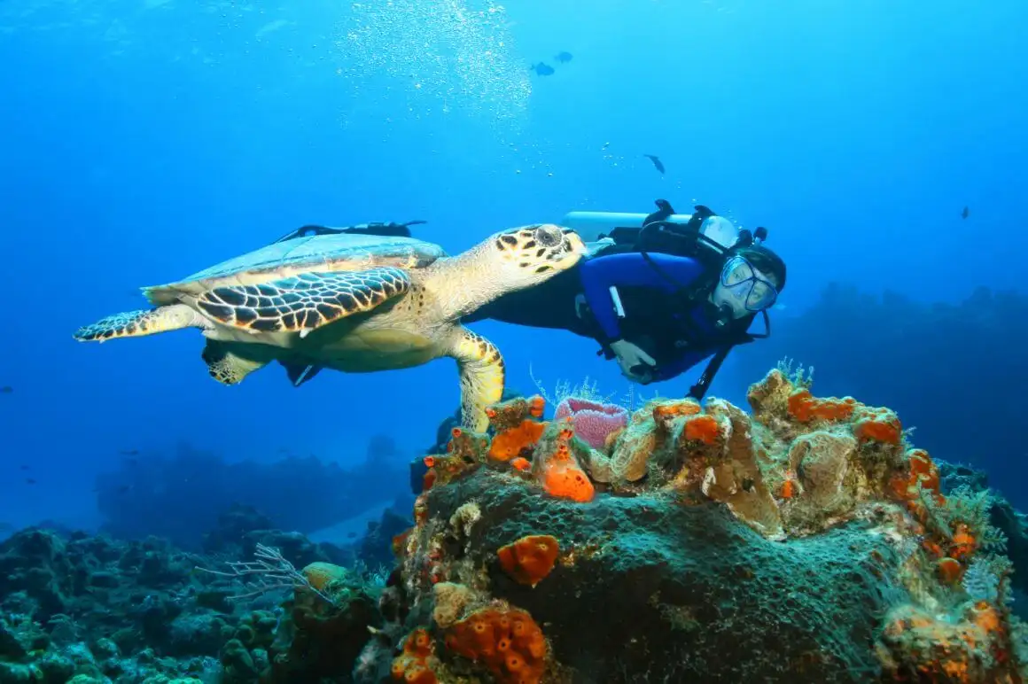 Tortue imbriquée Cozumel