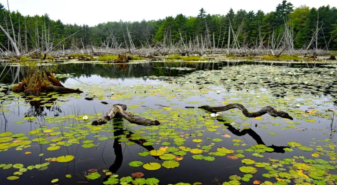 Parc Agamont-Bar Harbor