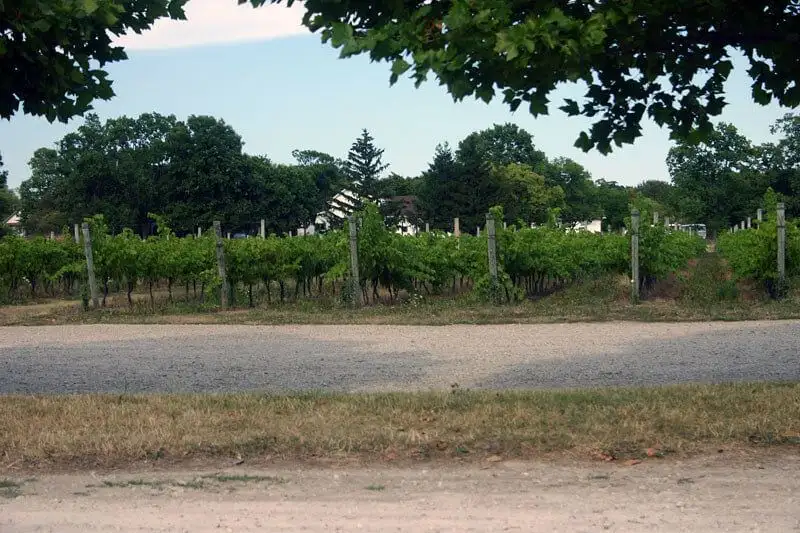 Vignoble Pelée
