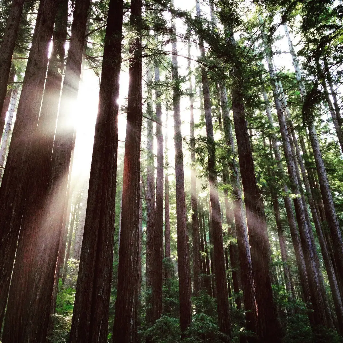 Andrew Molera: campingplass i big sur state park