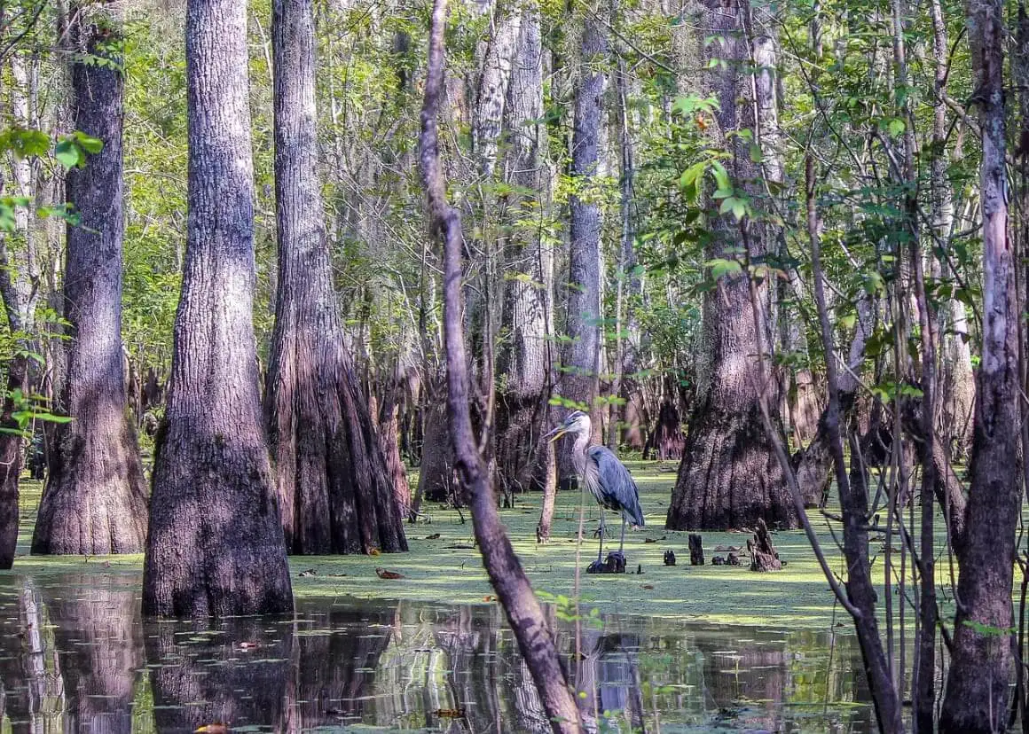 Bayous des zones humides de Louisiane
