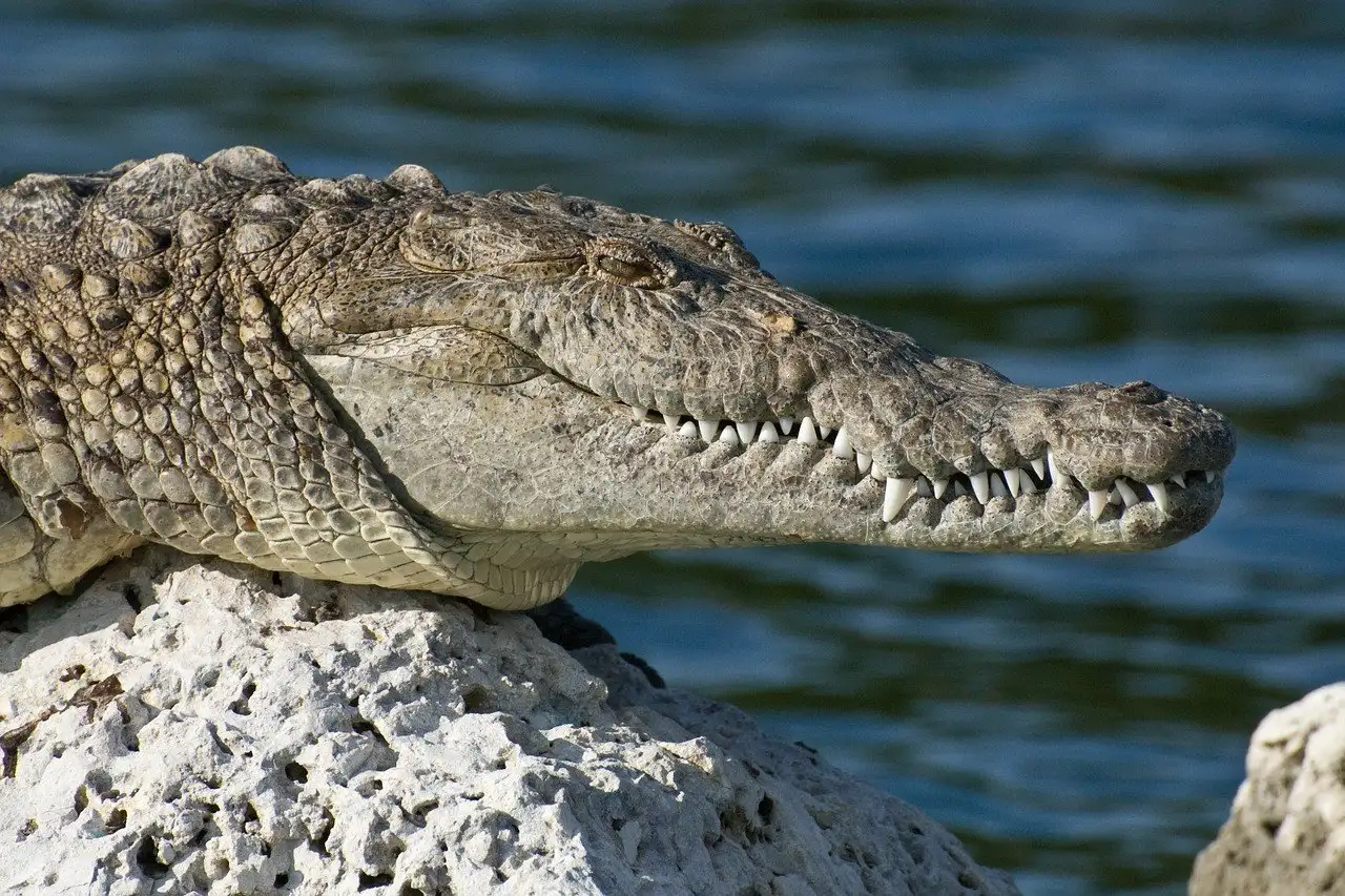 alligator dans le parc national de Biscayne en Floride
