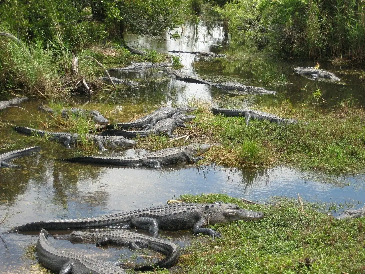 crocodiles dans les Everglades en Floride
