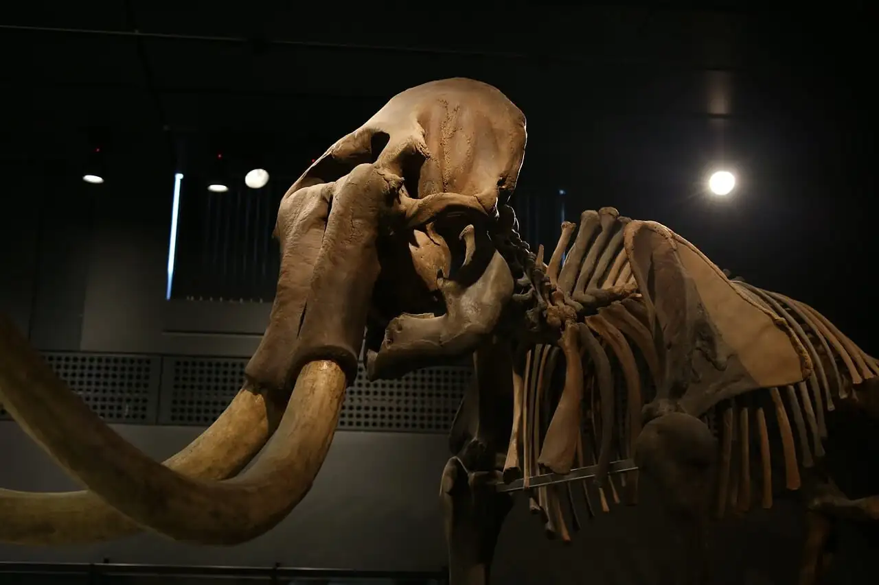 Um esqueleto de um mamute exibido no Nevada State Museum