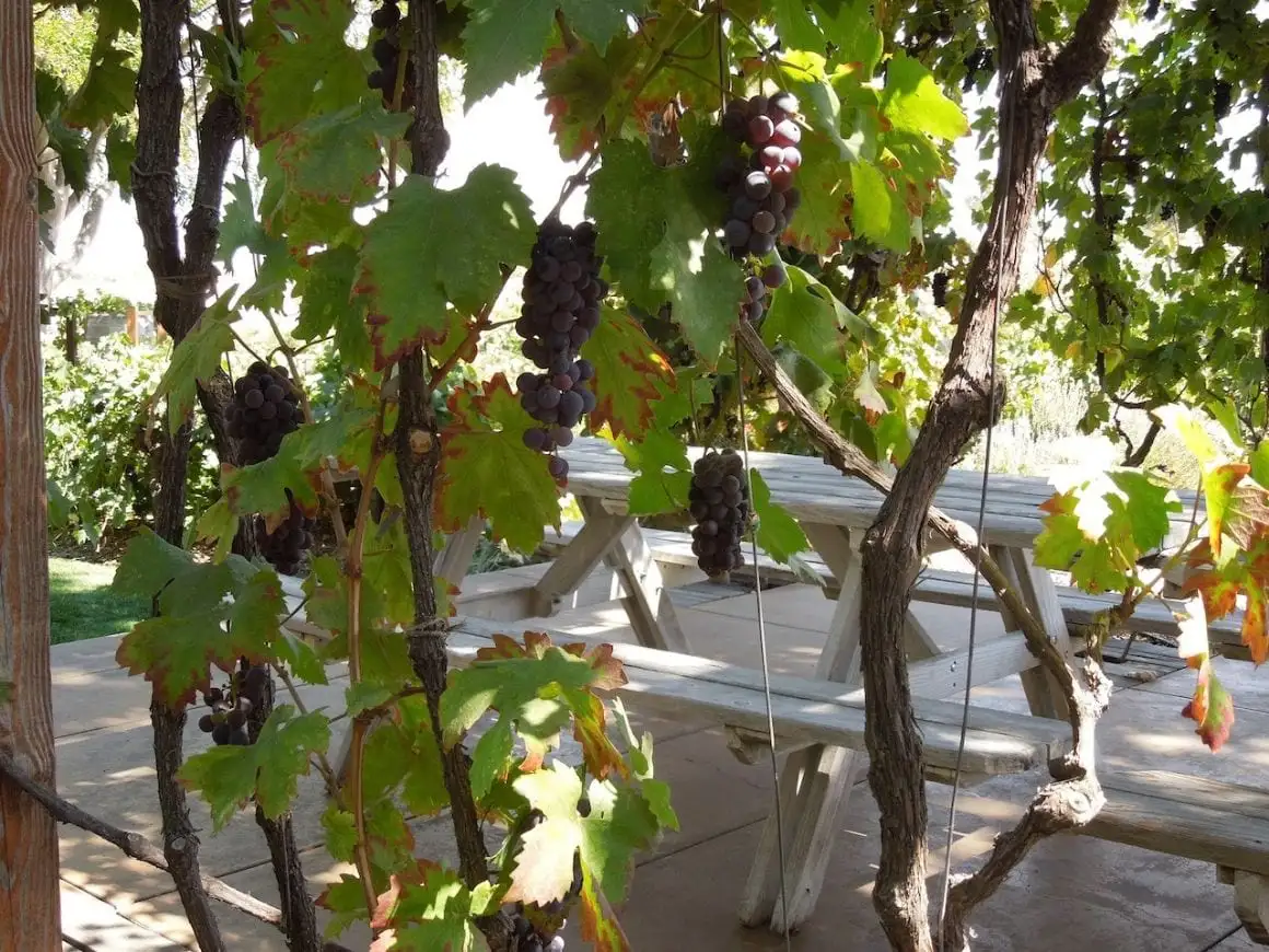 Ranch Paso Robles vintage
