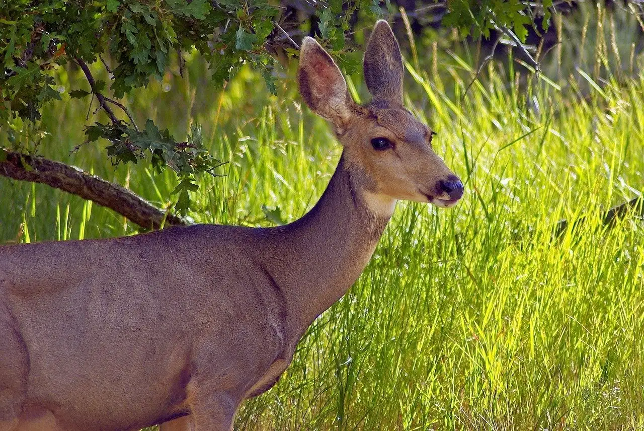 Parc national du Black Canyon du Gunnison