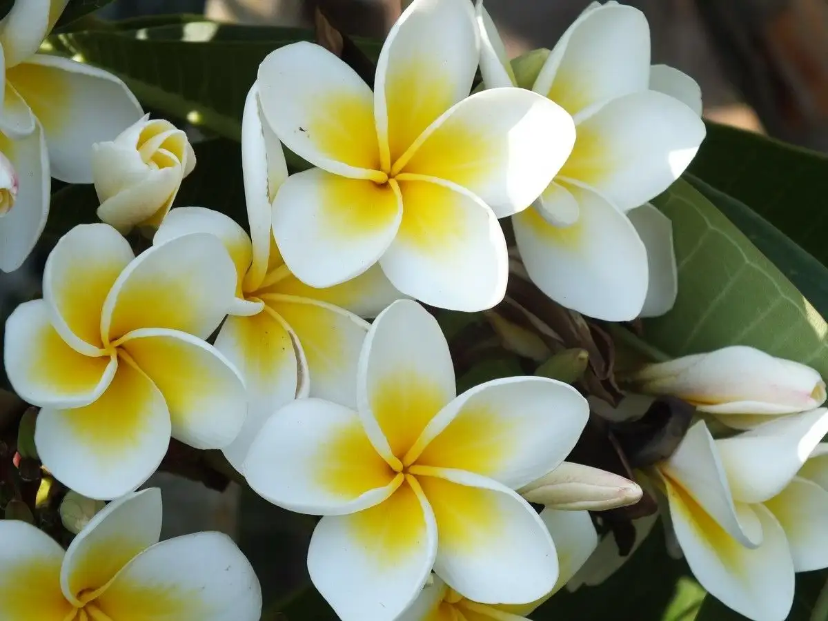 Kauai Hawaï