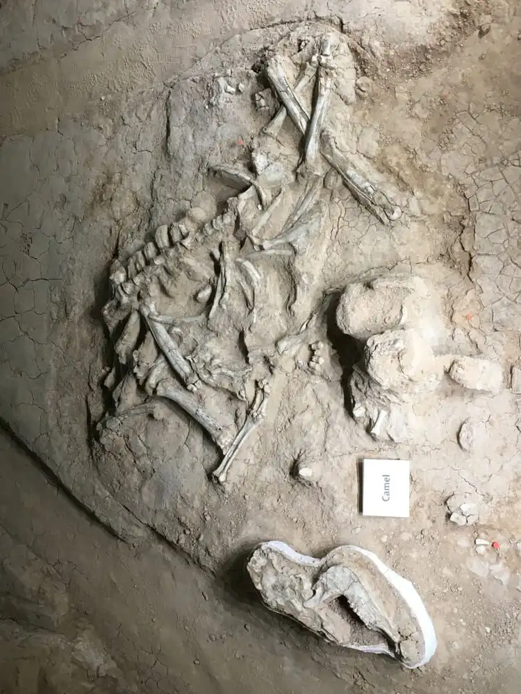Monumento Nacional Waco Mammoth