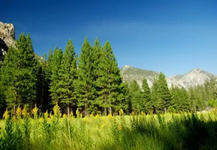 Rivière Kaweah
