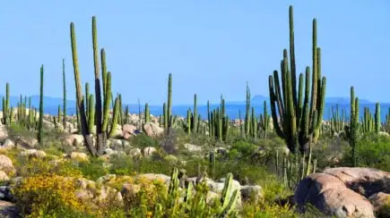 Centre-ville d'Ensenada