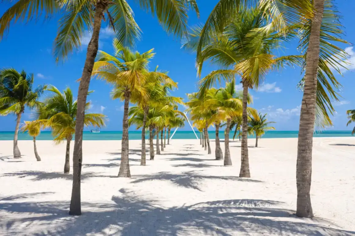 Palmetræer strandsti cozumel mexico