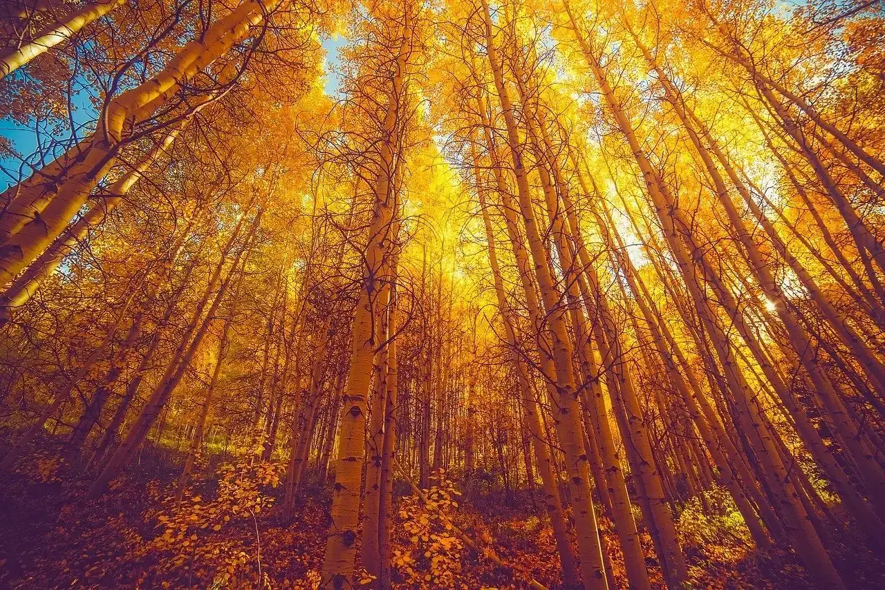 feuilles d'automne et feuillage dans les bois du Colorado jaune doré