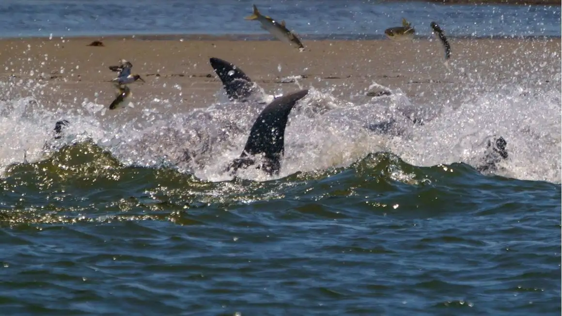 Vila ob oceanu na otoku Kiawah