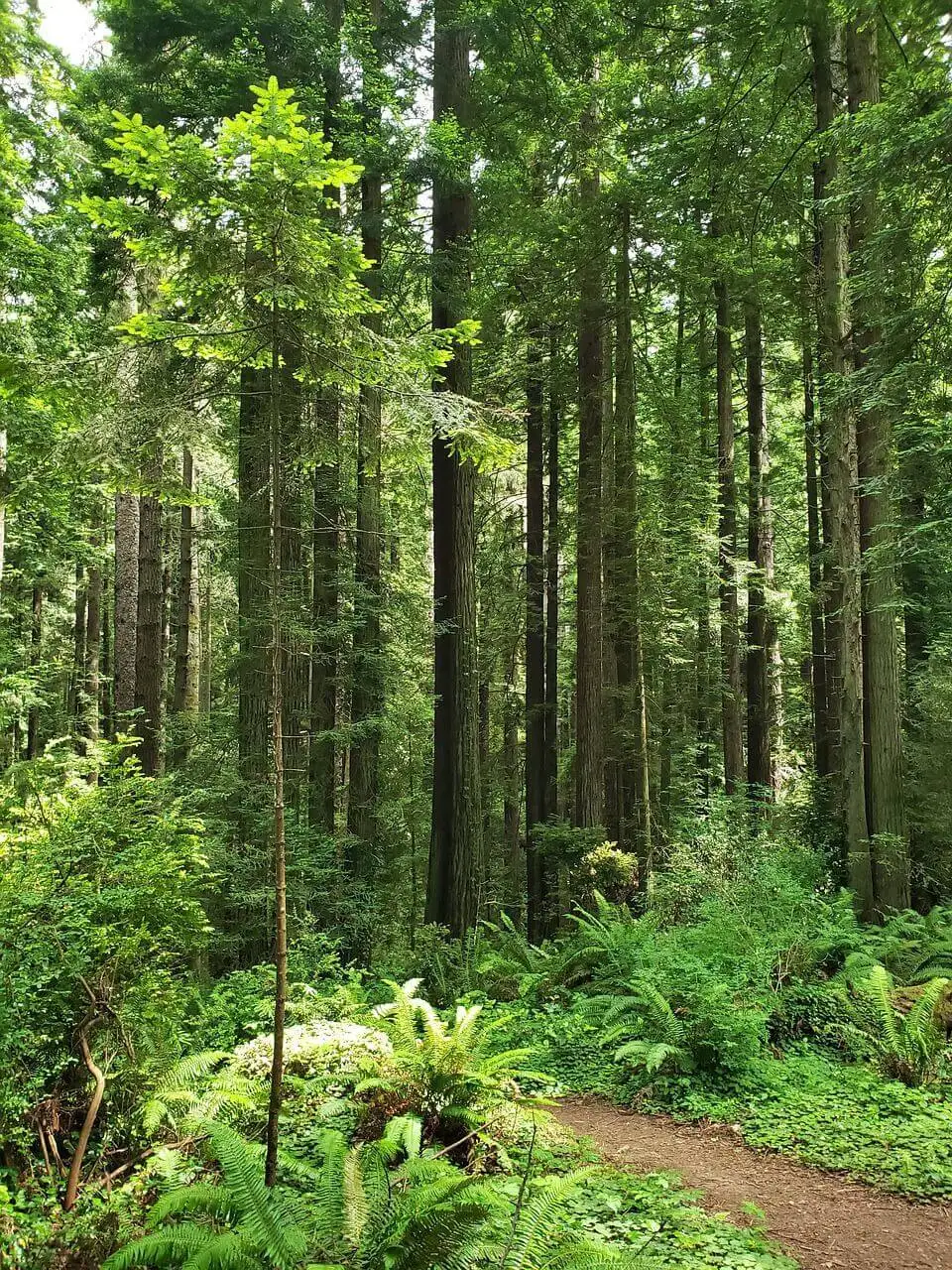 Halve maanlicht, sequoia's