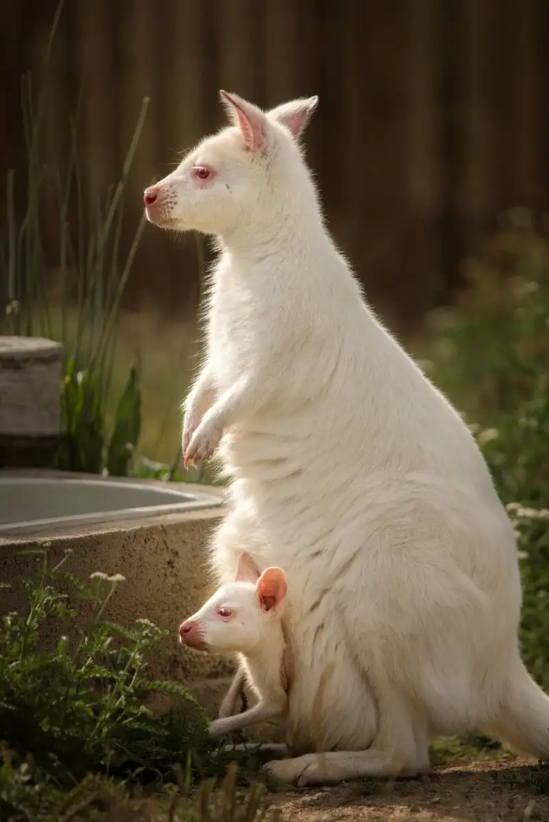 Un wallaby albinos sur l'île Bruny - visites touristiques populaires en Tasmanie