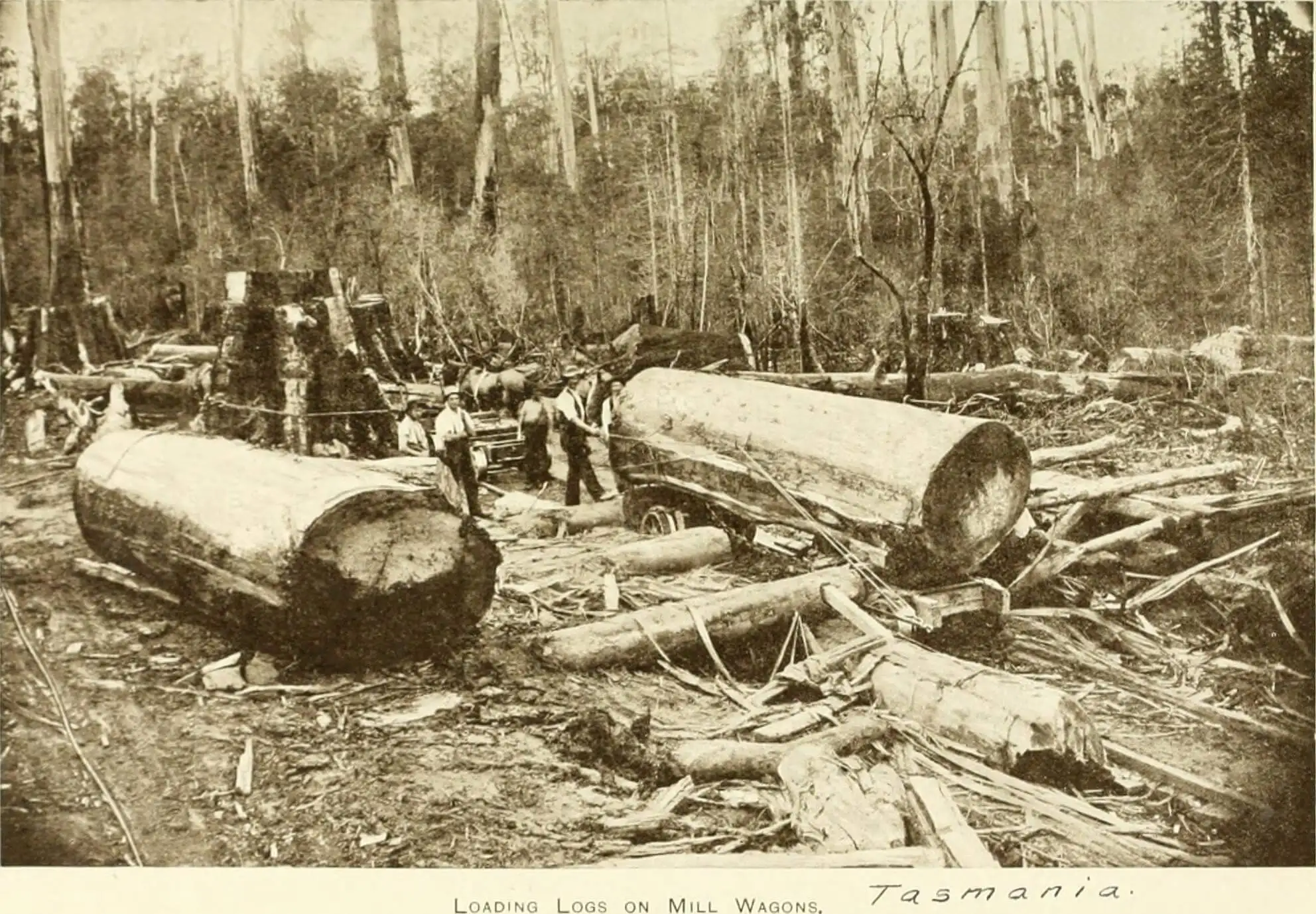 Une photo historique de la déforestation sur la côte ouest de la Tasmanie vers 1910