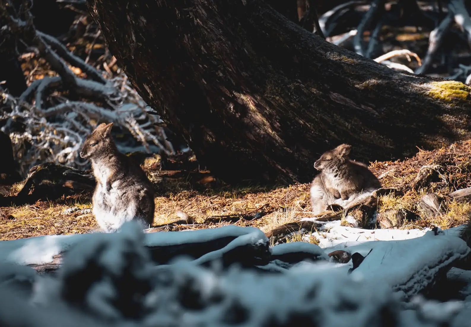 Deux wallabies moelleux dans les murs du parc national de Jérusalem en Tasmanie