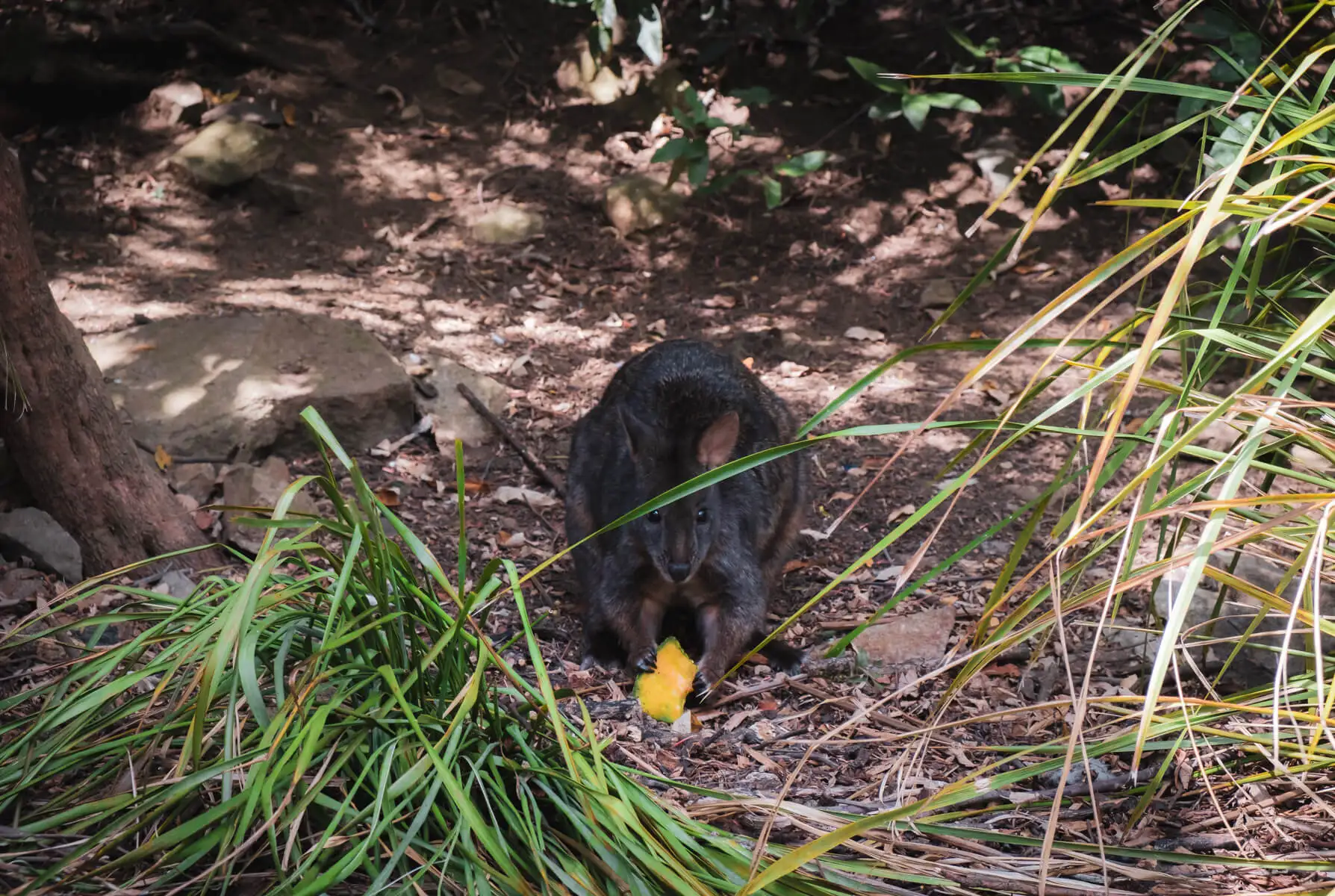 Un pademelon mangeant un morceau de melon à Cataract Gorge, une attraction populaire à Launceston