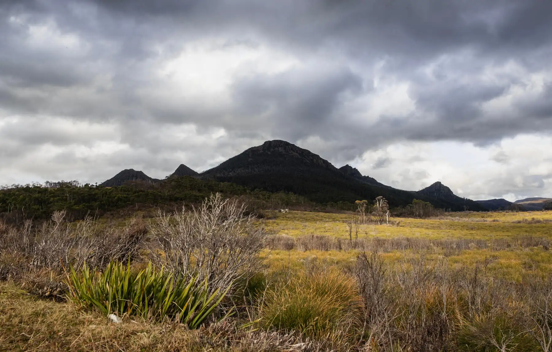Les aurores australes (aurores australes) vues de Tasmanie