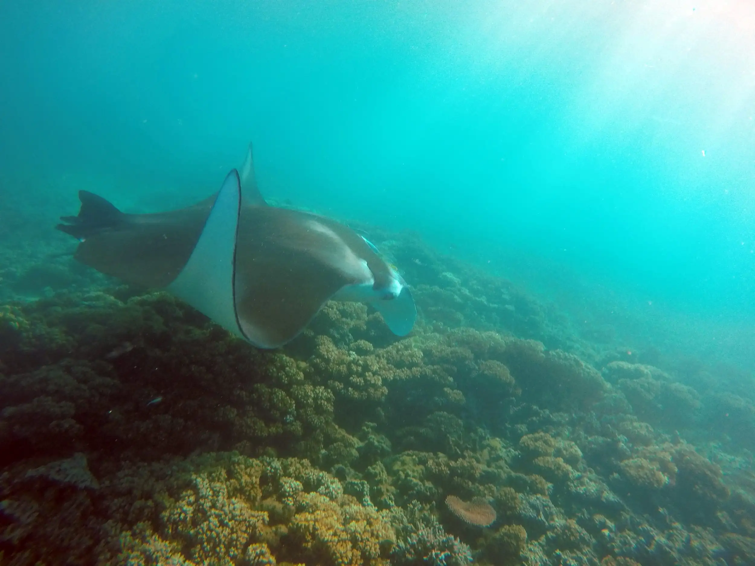 Insula Manta Ray