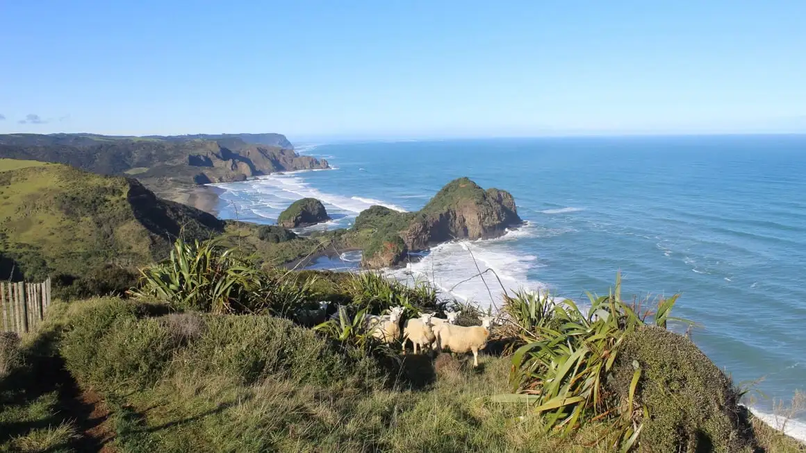 Caminhada na passarela te henga perto de Auckland, na Nova Zelândia