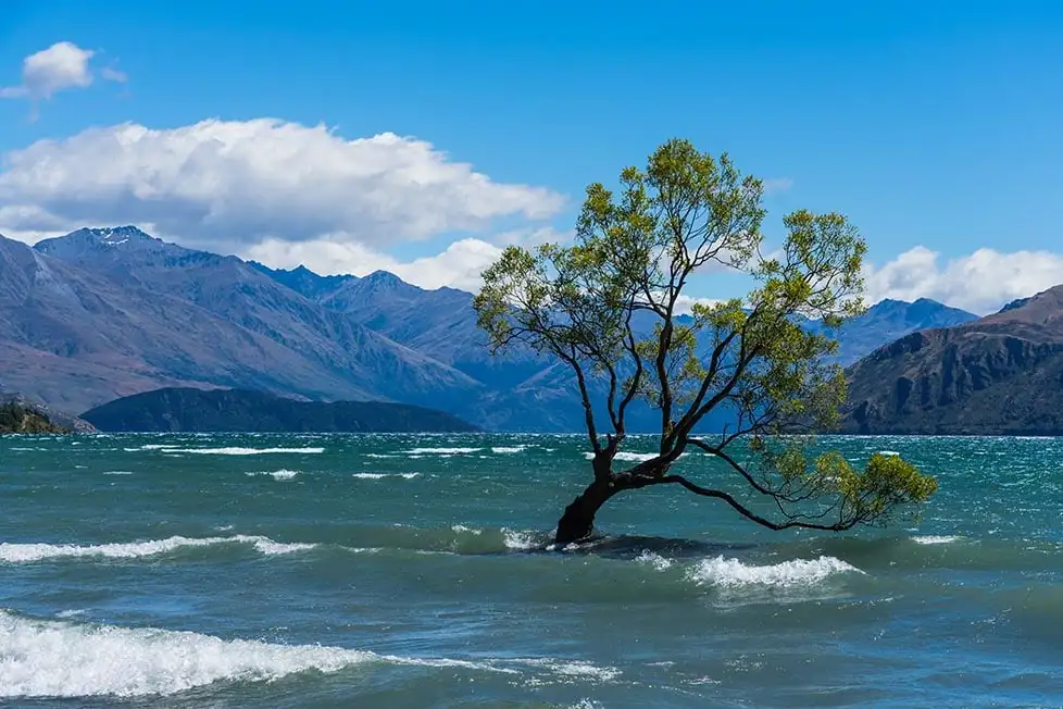 A árvore Wanaka em Wanaka, Nova Zelândia