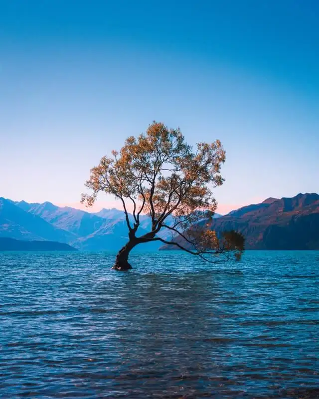 A famosa árvore Wanaka - local popular para fotos na Ilha Sul