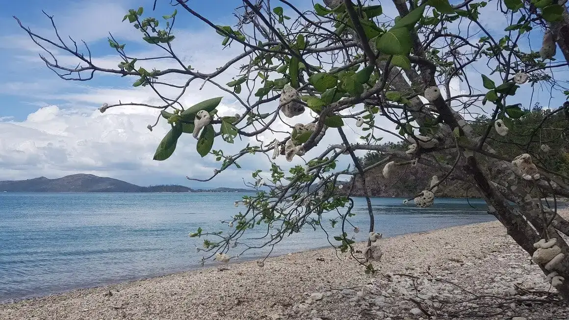 Дрво на плажи испред мора са комадићима корала који висе са грана