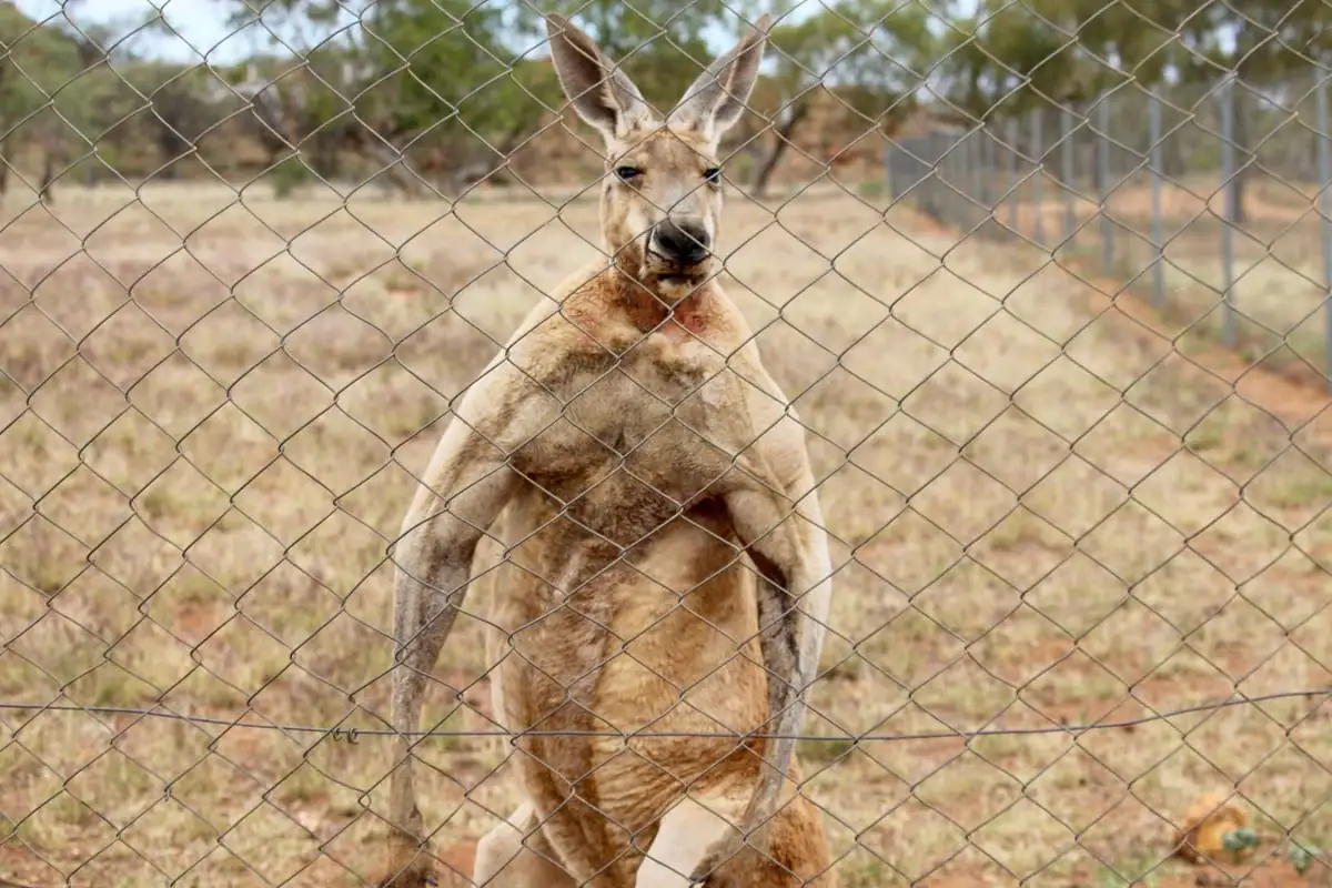 Voie lactée au-dessus du désert des Pinnacles lors d'une aventure dans l'Outback australien