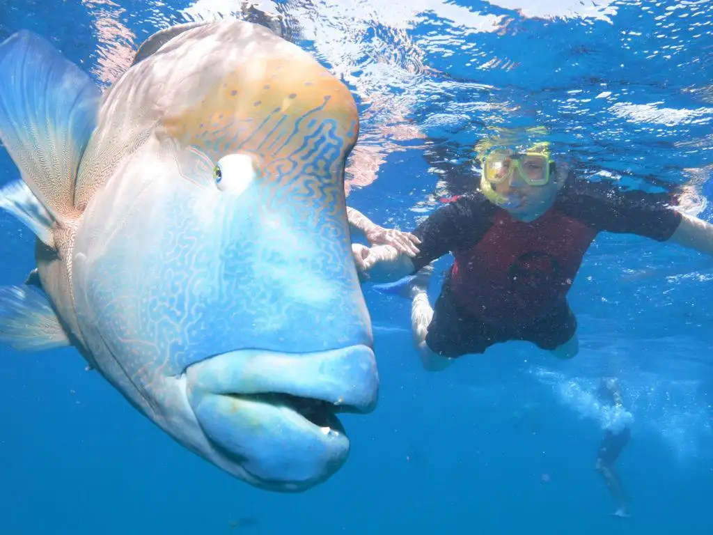 Plongée sous-marine à la Grande Barrière de Corail avec un mérou - tourisme d'aventure en Australie
