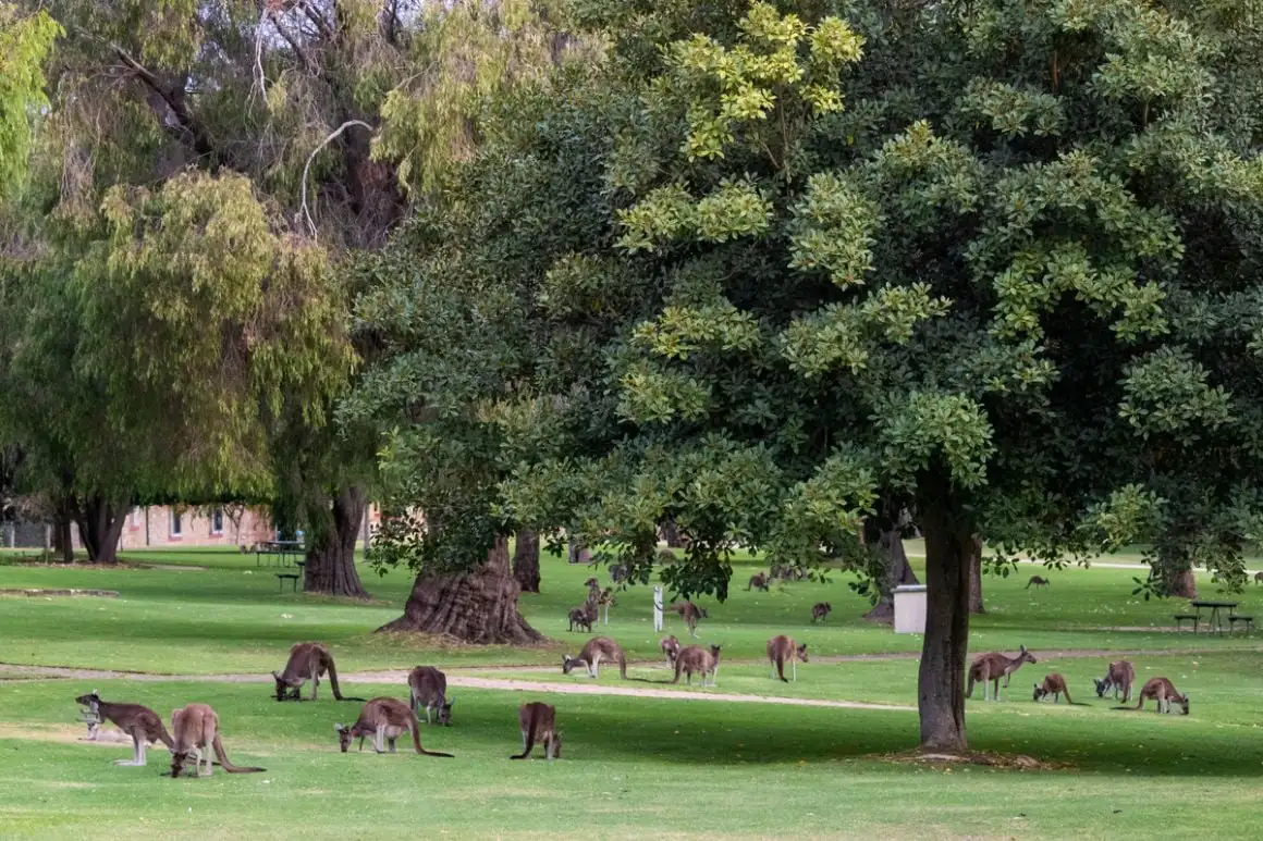 Εθνικό πάρκο Yanchep Perth